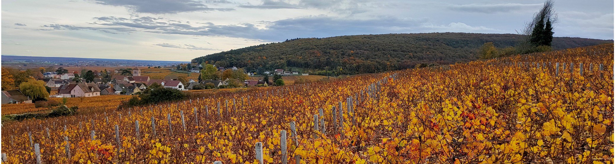 BURGUNDY EN PRIMEUR 2024