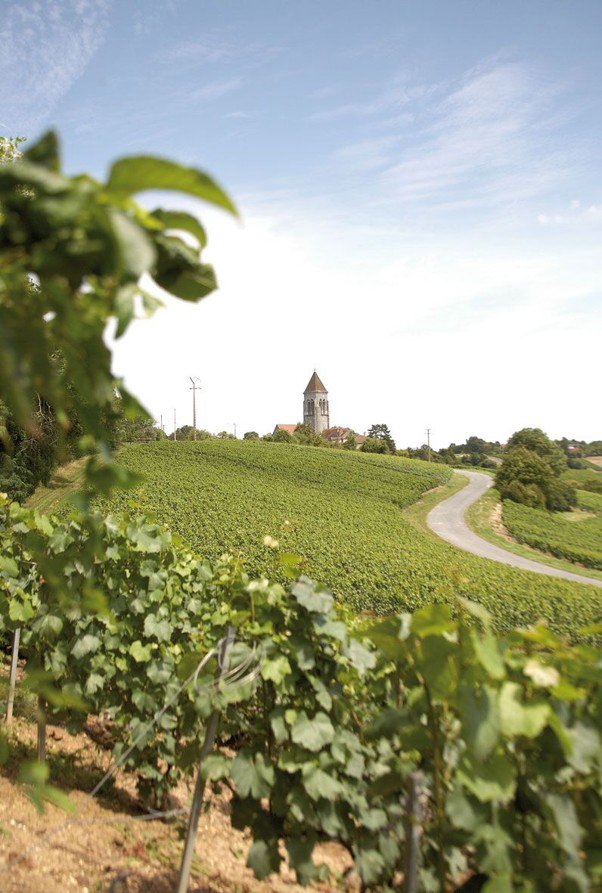 Vineyards at Champagne Esterlin