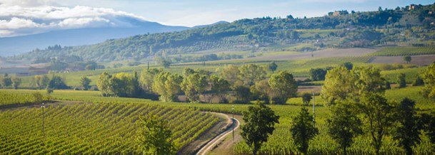 Brunello di Montalcino