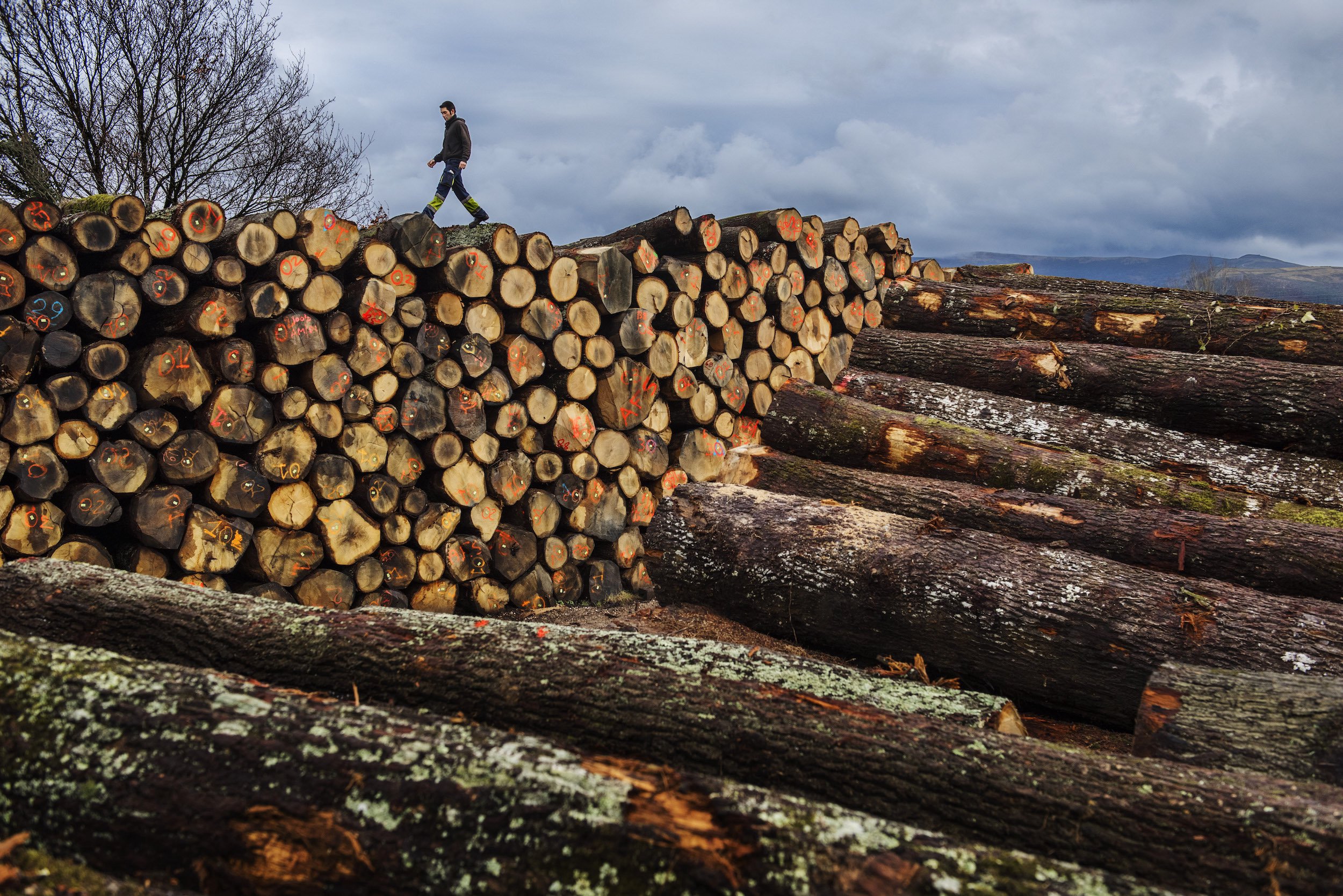 Sawmill, Cantabria