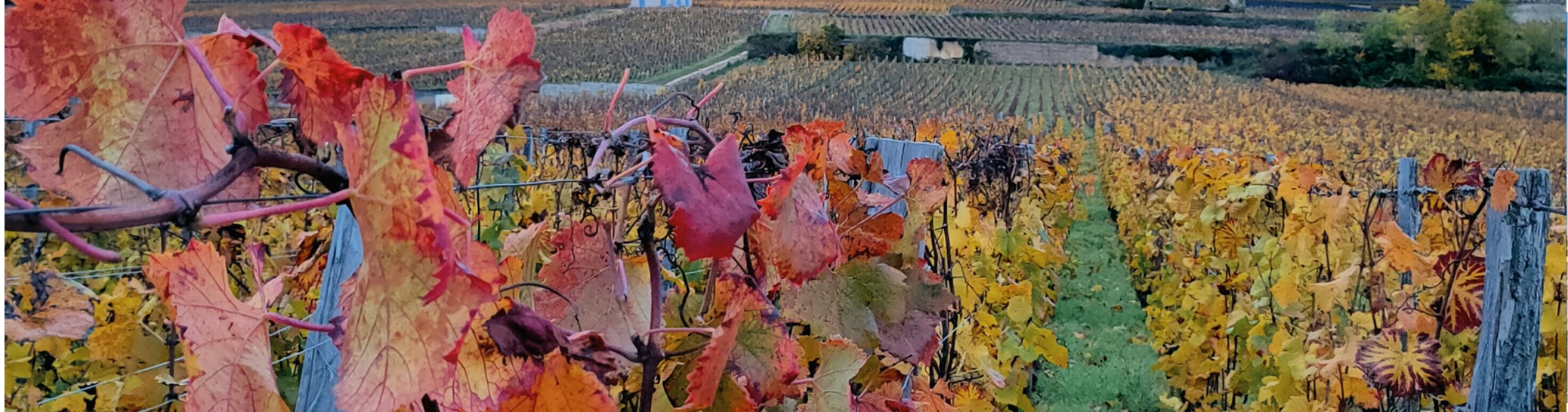 Domaine des Lambrays